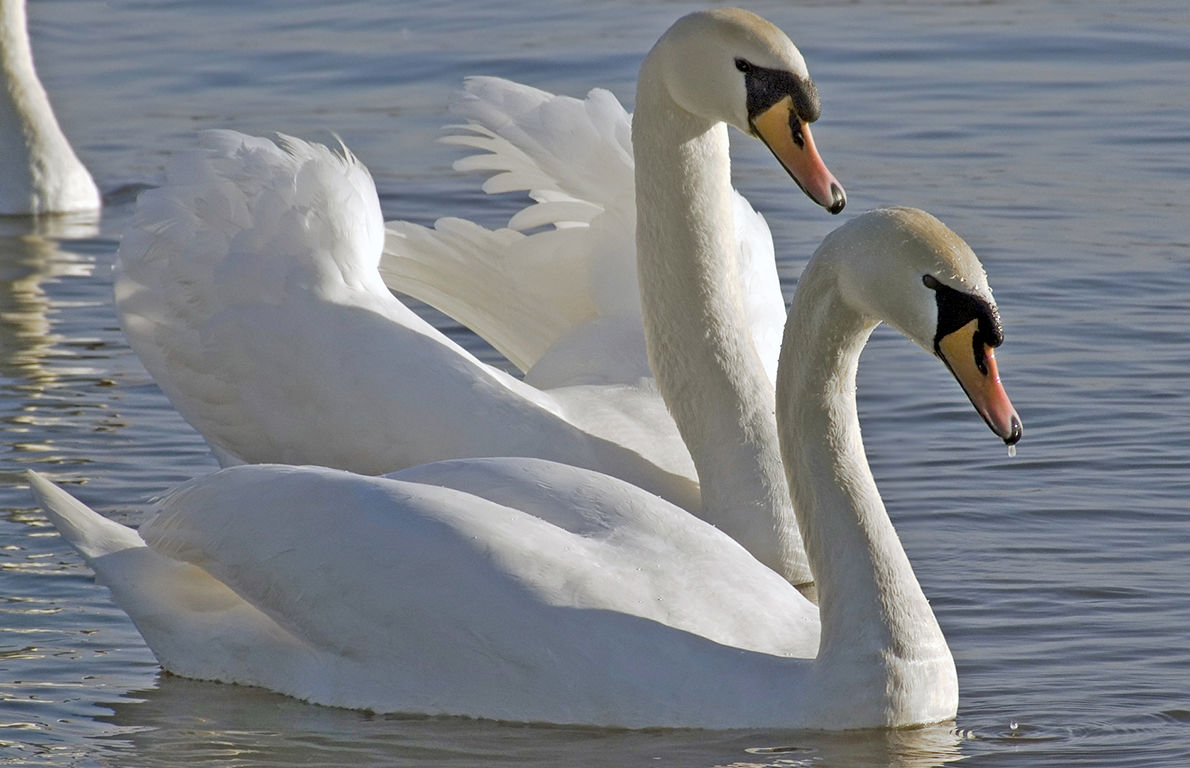 7 Swans a Swimming